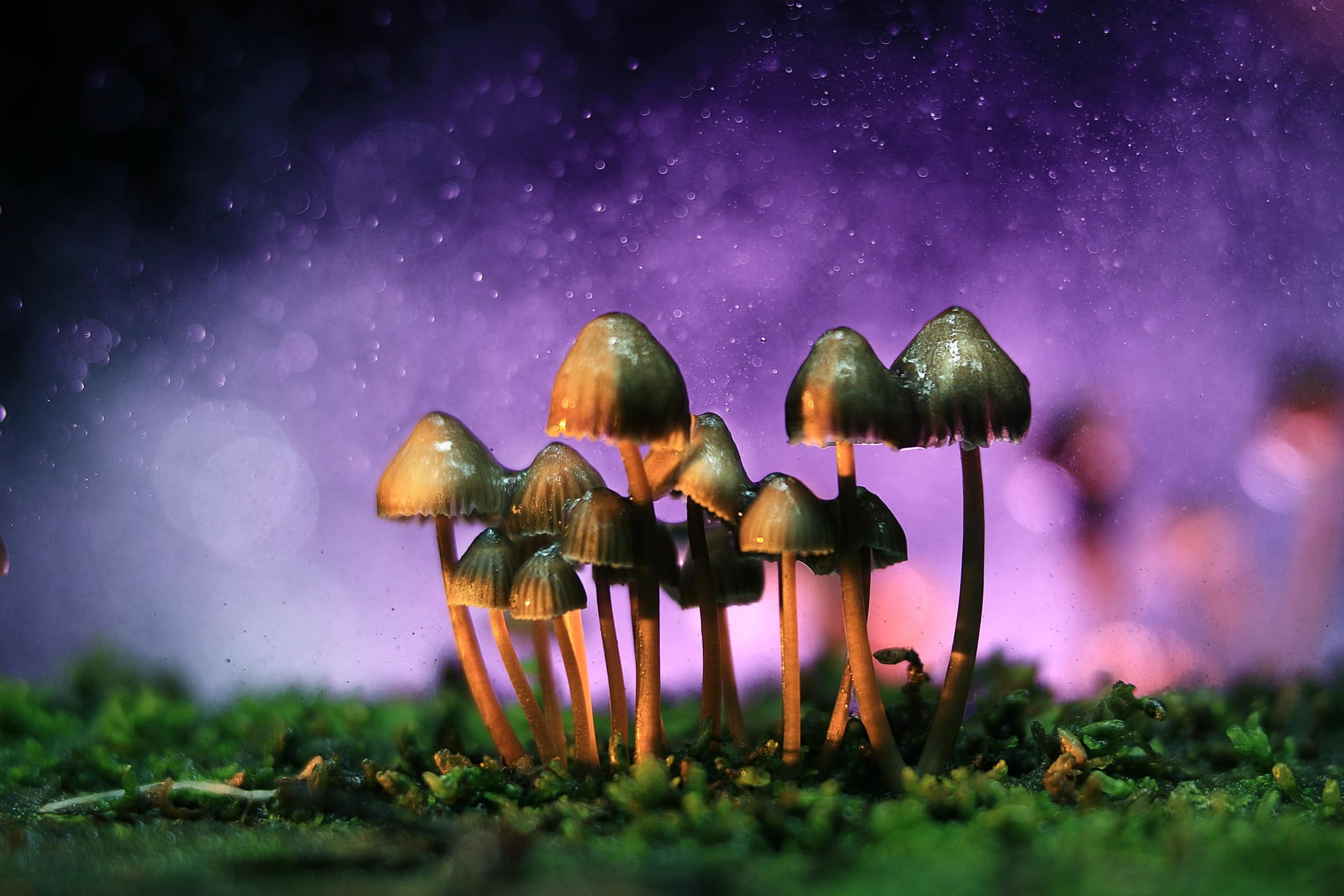 New psychedelic research sheds light on why psilocybin-containing mushrooms have been consumed for centuries