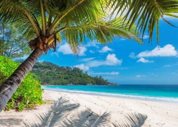 MycoMeditations is a psychedelic-retreat company in Treasure Beach, Jamaica, that facilitates 10-day trips where attendees take psychedelic, or "magic," mushrooms.