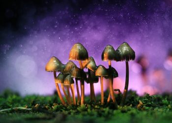 New psychedelic research sheds light on why psilocybin-containing mushrooms have been consumed for centuries
