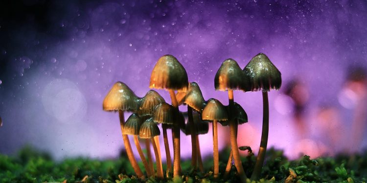 New psychedelic research sheds light on why psilocybin-containing mushrooms have been consumed for centuries
