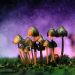 New psychedelic research sheds light on why psilocybin-containing mushrooms have been consumed for centuries